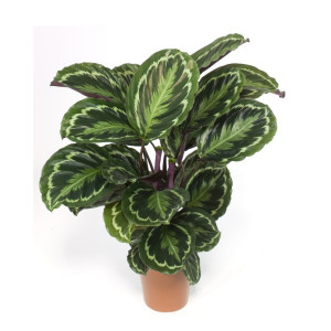 Калатея Медальон 50 см.